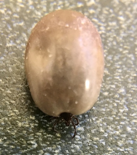 Eastern Black-legged Tick