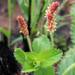 Acalypha peduncularis - Photo (c) Garth Aiston, todos los derechos reservados, subido por Garth Aiston