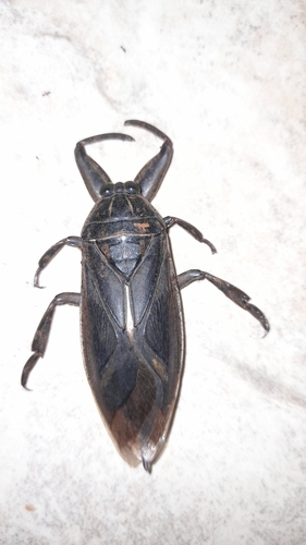 African Giant Water Bug