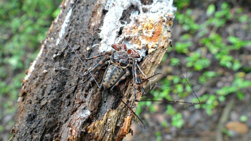 Phrynus parvulus