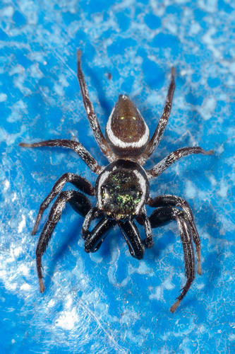 Messua limbata