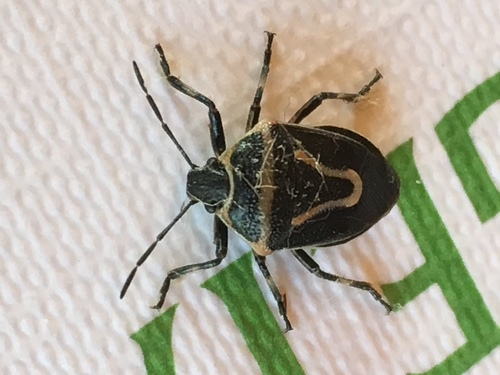 iNaturalist observation photo of Perillus splendidus