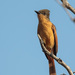 Rufous Flycatcher - Photo (c) TroyEcol, all rights reserved, uploaded by TroyEcol