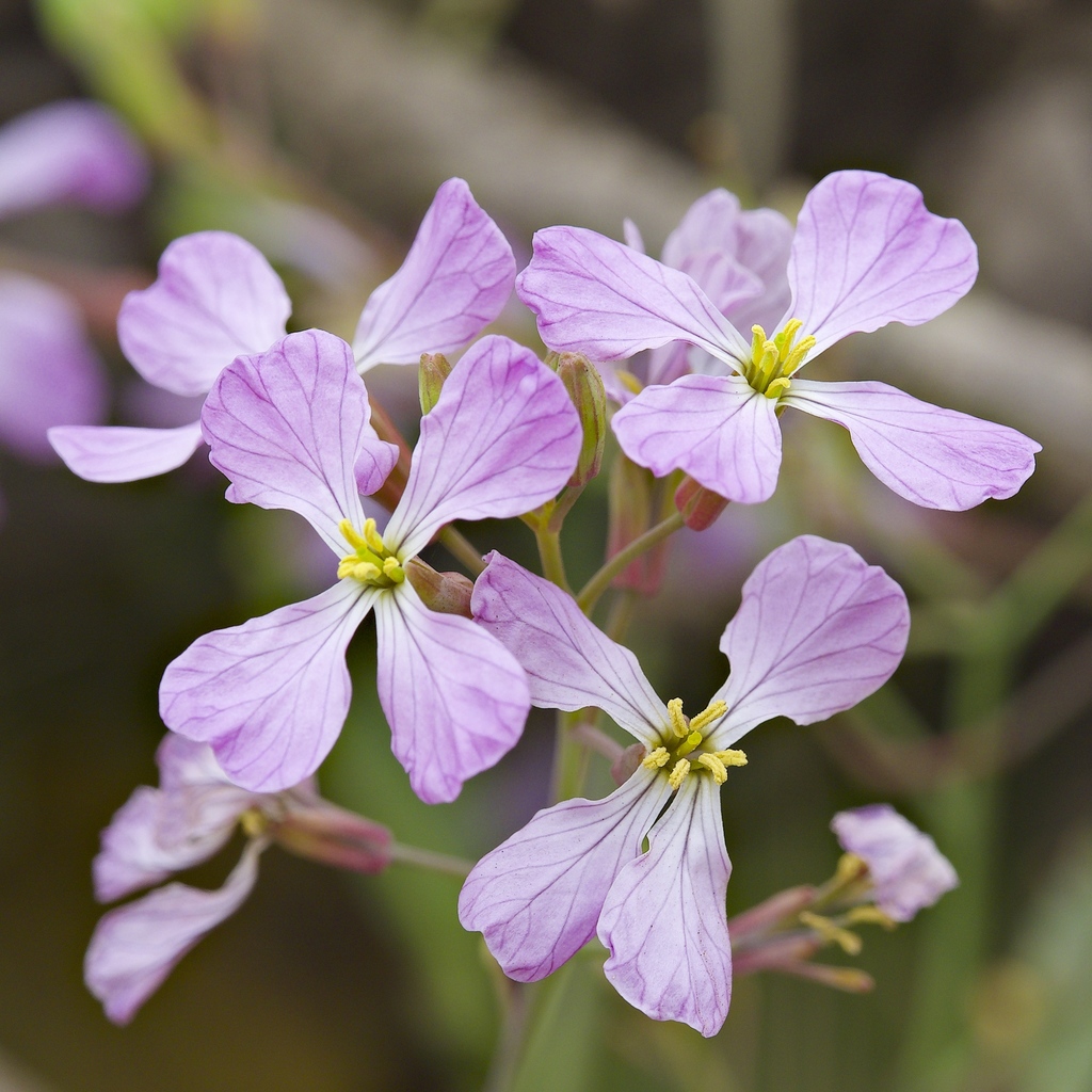 Raphanus raphanistrum
