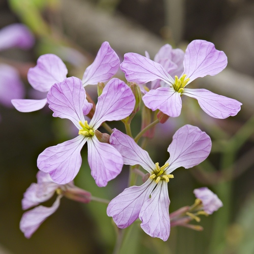 Wild radish