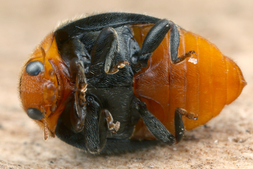 Mealybug Destroyer
