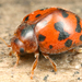 24-spot Ladybird - Photo (c) gernotkunz, all rights reserved, uploaded by gernotkunz