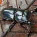 Dorcus antaeus datei - Photo (c) Chien Lee, todos los derechos reservados, subido por Chien Lee