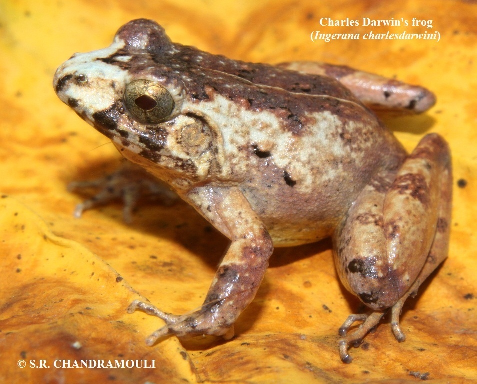 Charles Darwin's Eastern Frog (Minervarya charlesdarwini)