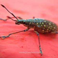 Exophthalmus jekelianus image