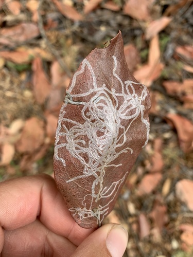 Madrone Skin Miner