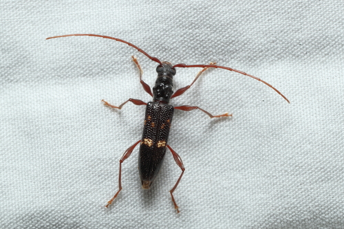Allotisis