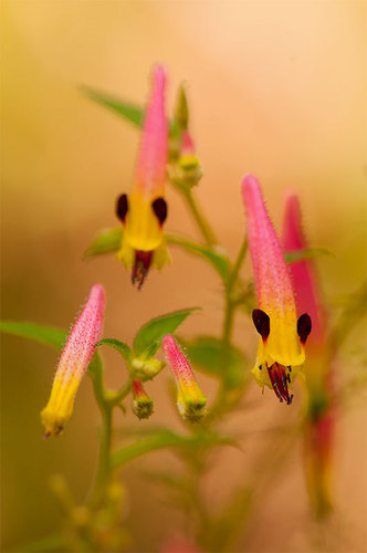 Cuphea cyanea