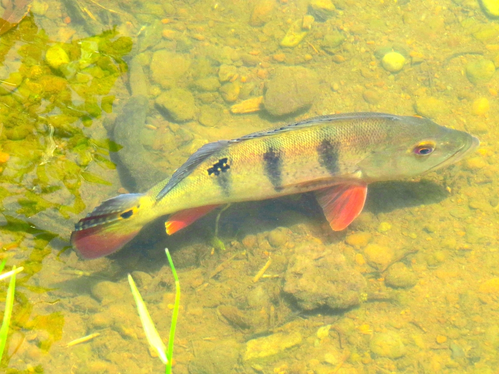 Tucunaré (Cichla ocellaris) · BioDiversity4All