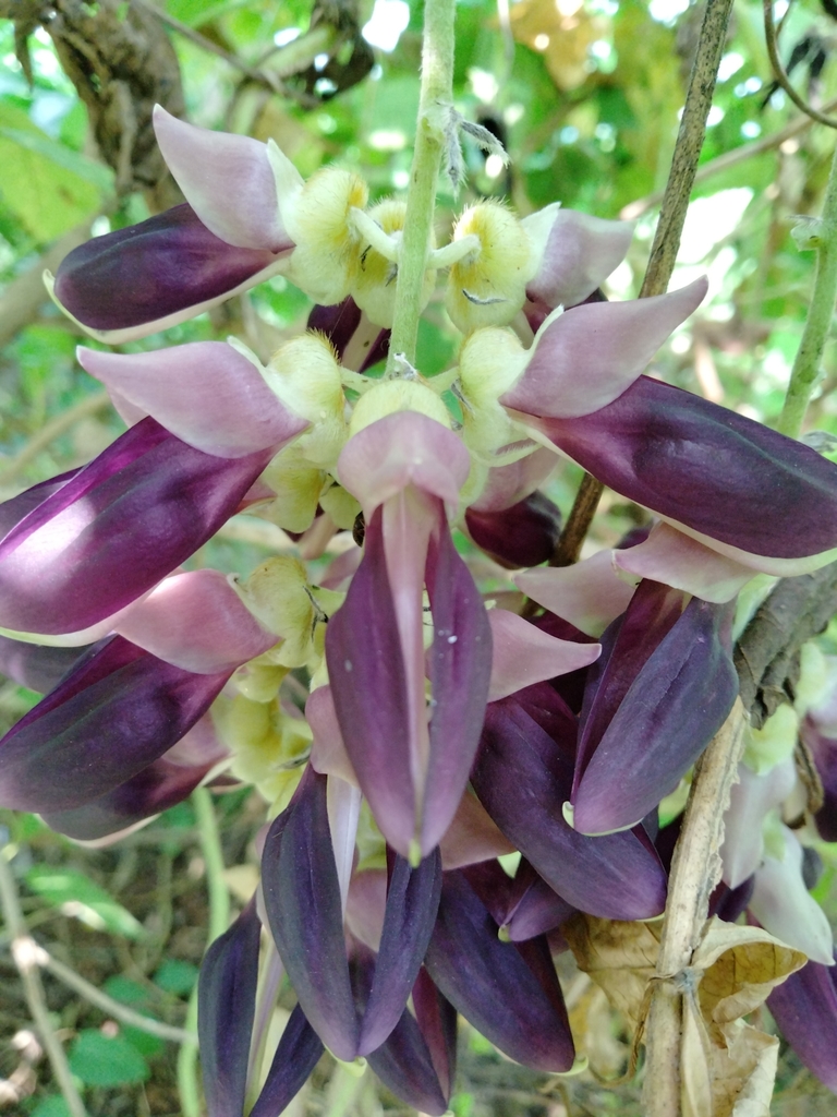 Pica-Pica or Velvetbean, MUCUNA PRURIENS