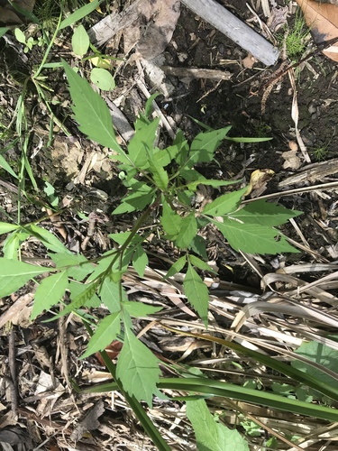 Beggar-ticks seedling