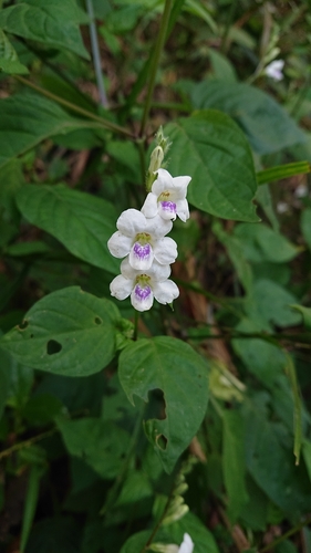 African Coromandel