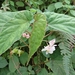 Begonia lukuana - Photo (c) 周明煌, todos los derechos reservados, subido por 周明煌
