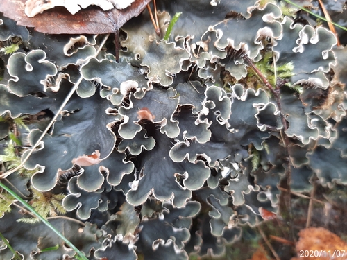 scaly pelt lichen