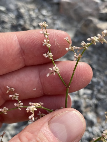 Eriogonum hoffmannii S.Stokes