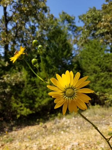 Silphium terebinthinaceum var. terebinthinaceum