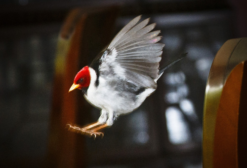 Yellow-billed Cardinal