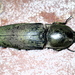 Chalcolepidius lenzi - Photo (c) Jay Keller, todos los derechos reservados, subido por Jay Keller