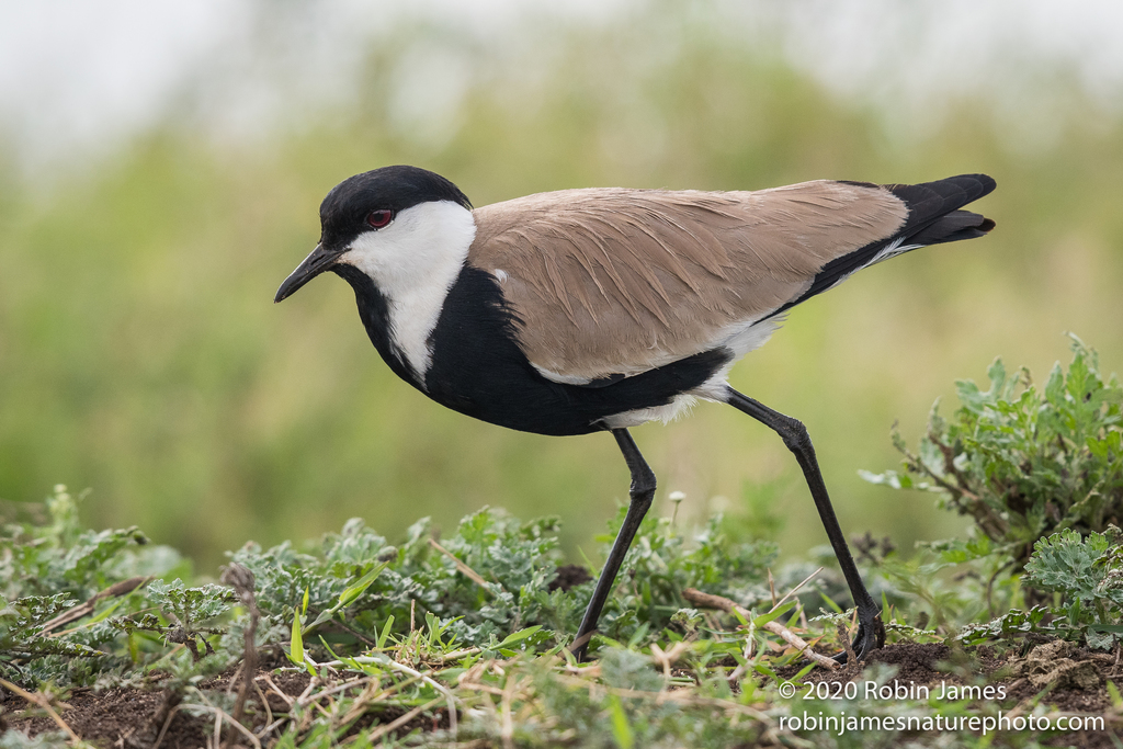 African Spur-winged Lapwing (Vanellus spinosus) · iNaturalist NZ