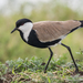 Spur-winged Lapwing - Photo (c) Robin James, all rights reserved, uploaded by Robin James