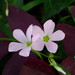 False Shamrock - Photo (c) WK Cheng, all rights reserved, uploaded by WK Cheng