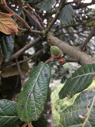 Leather leaf mexican oak