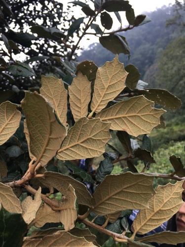 Leather leaf mexican oak