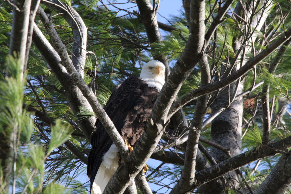 Bald Eagle from Mount Feake Cemetery, Waltham, MA, US on November 7 ...