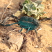 Androctonus bourdoni - Photo (c) naturalist, todos los derechos reservados, subido por naturalist