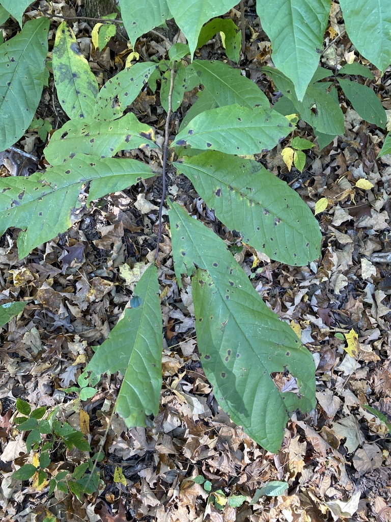 common pawpaw from Gallatin County, US-IL, US on October 17, 2020 at 01 ...