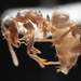 Lasius psammophilus - Photo (c) Elia, all rights reserved, uploaded by Elia