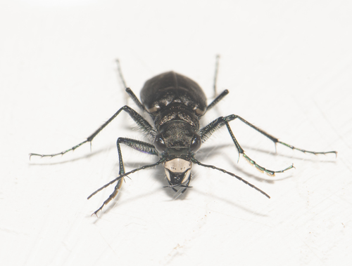 Boreal Long-lipped Tiger Beetle