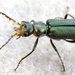 Common Malachite-Beetle - Photo (c) gernotkunz, all rights reserved, uploaded by gernotkunz