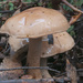 Tricholoma eucalypticum - Photo (c) Heather Elson, all rights reserved, uploaded by Heather Elson