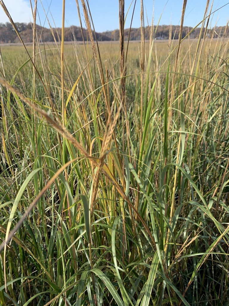 Saltmarsh Cord Grass from Sayreville, NJ, USA on November 06, 2020 at