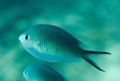 Ternate Chromis