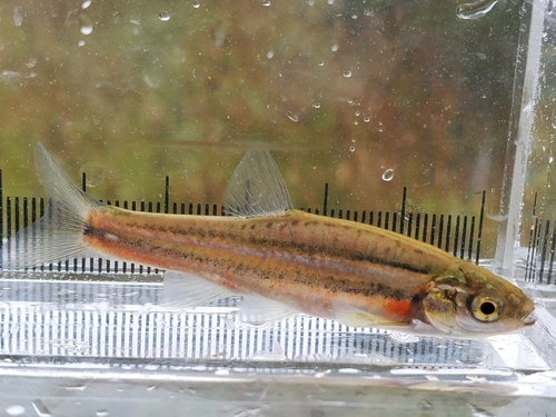 Northern Redbelly Dace