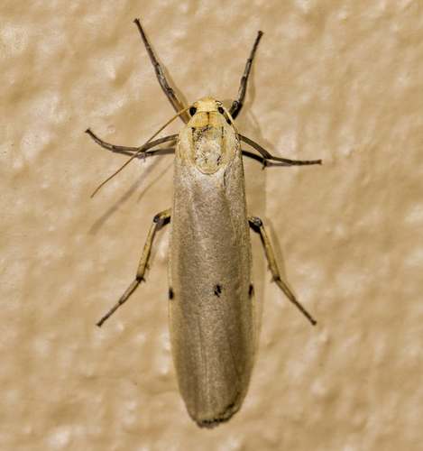 Eilema similipuncta