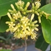 Coelospermum paniculatum - Photo (c) Reece Taverner, todos os direitos reservados, uploaded by Reece Taverner