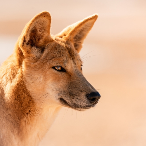 Dingo (Subspecies Canis familiaris dingo) · iNaturalist