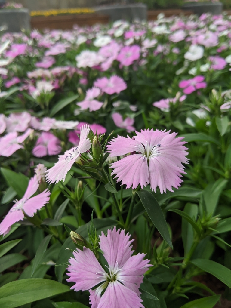 chinese-pink-from-on-november-8-2020-at-03-53