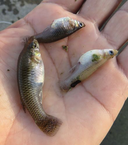 Yucatan Gambusia