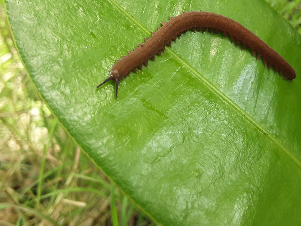 Barbados Velvet Worm (Epiperipatus barbadensis) · iNaturalist