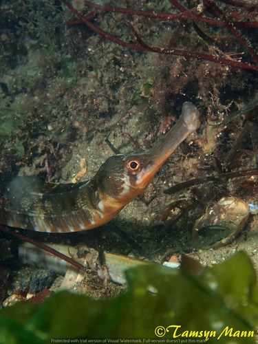 Greater Pipefish