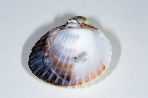 Lagoon Cockle
